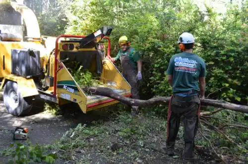 tree services Ball Ground